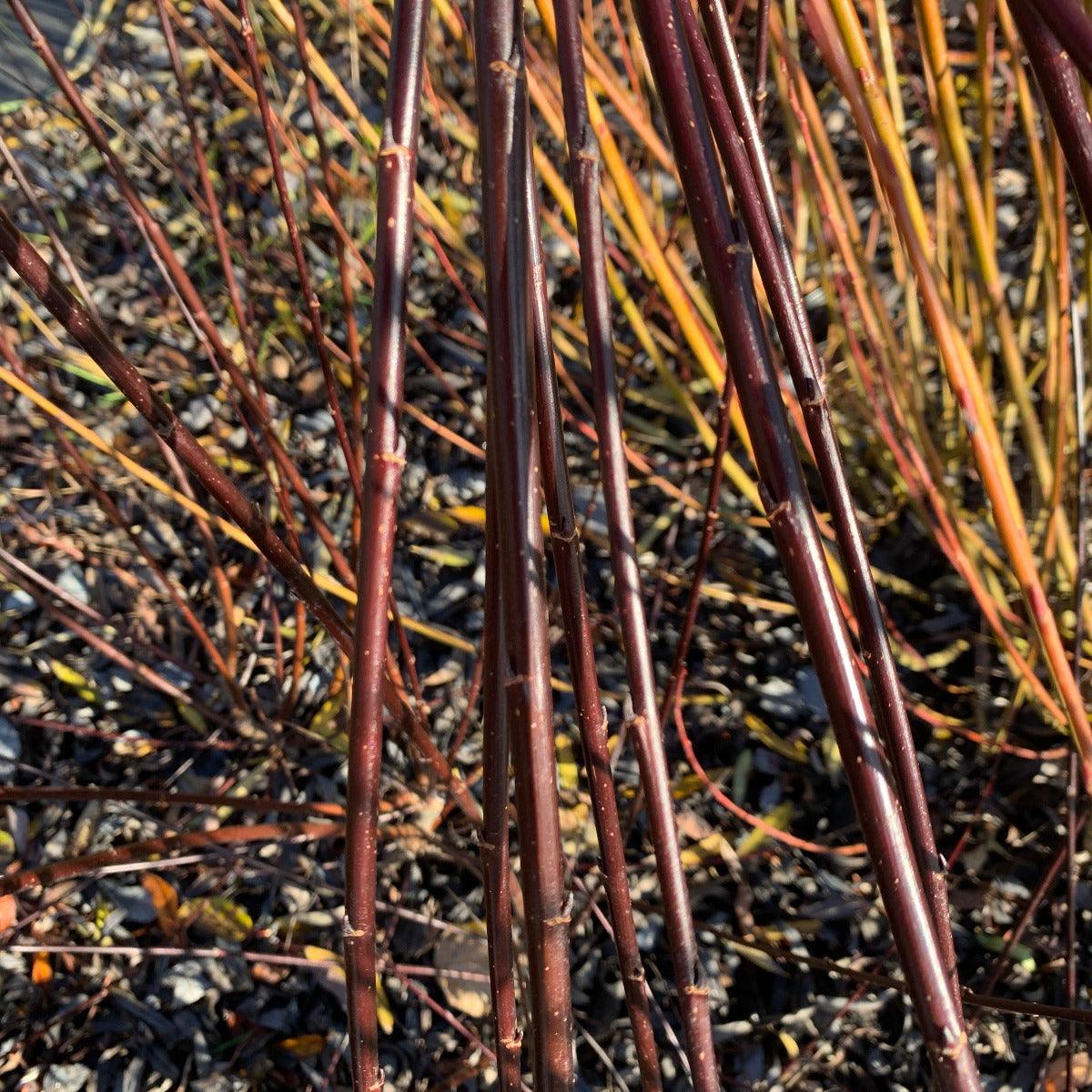 Blackskin Willow Cutting - Dingdong's Garden