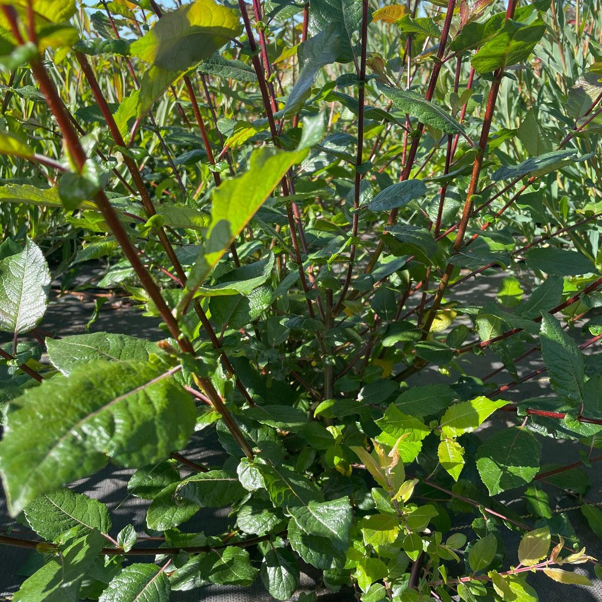 Blackskin Willow Cutting - Dingdong's Garden