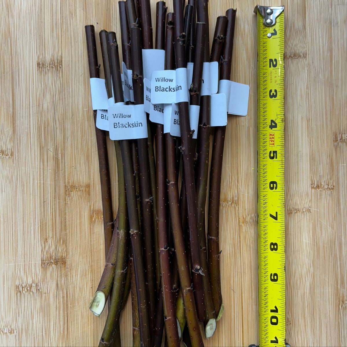 Blackskin Willow Cutting - Dingdong's Garden