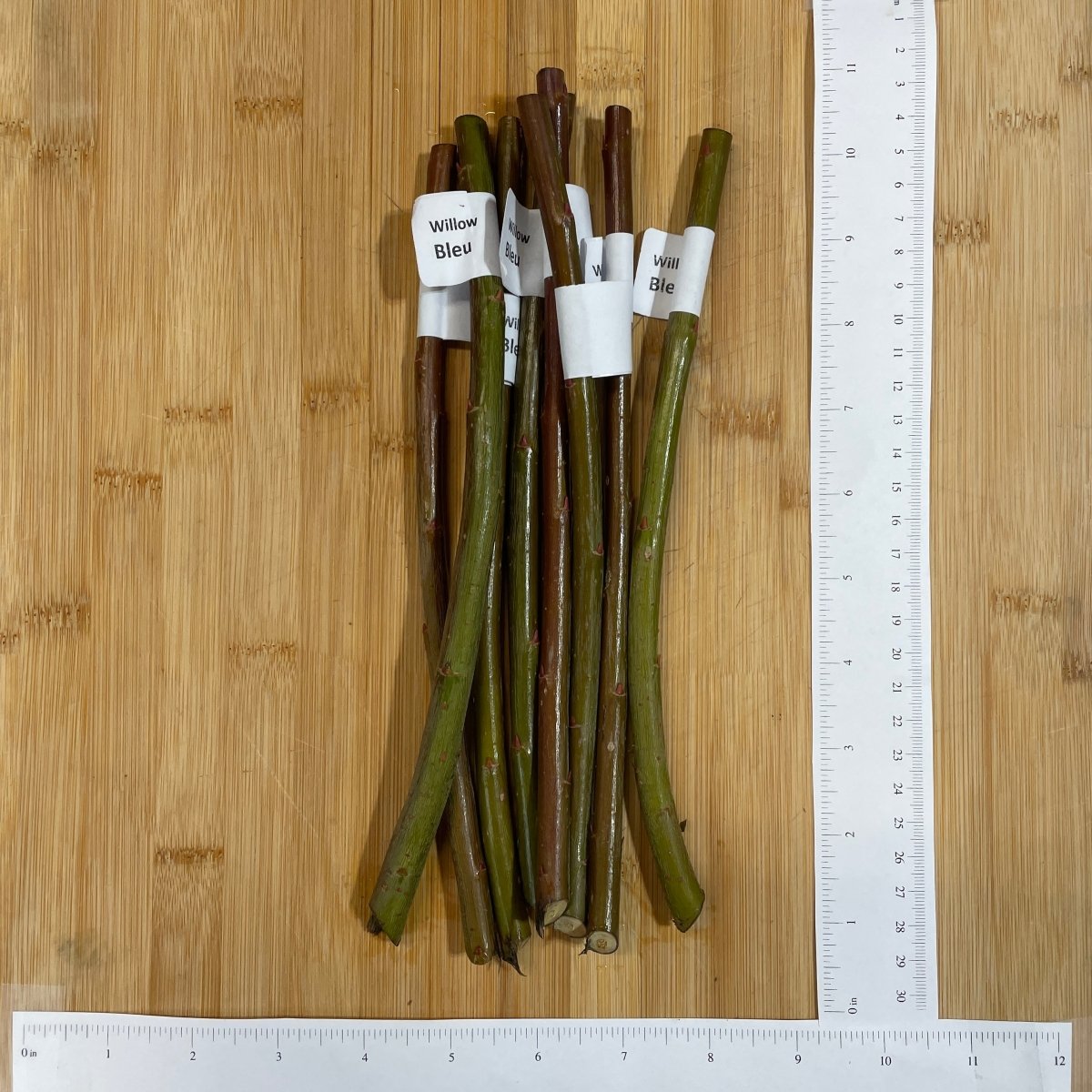 Bleu Basketry Willow Cutting - Dingdong's Garden