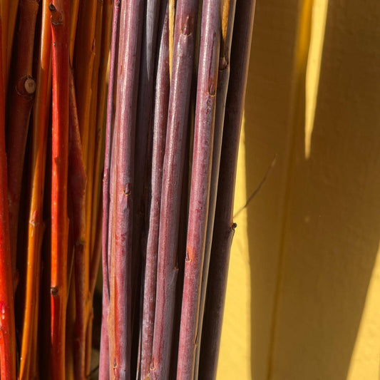 Blue Streak Willow Cutting - Dingdong's Garden