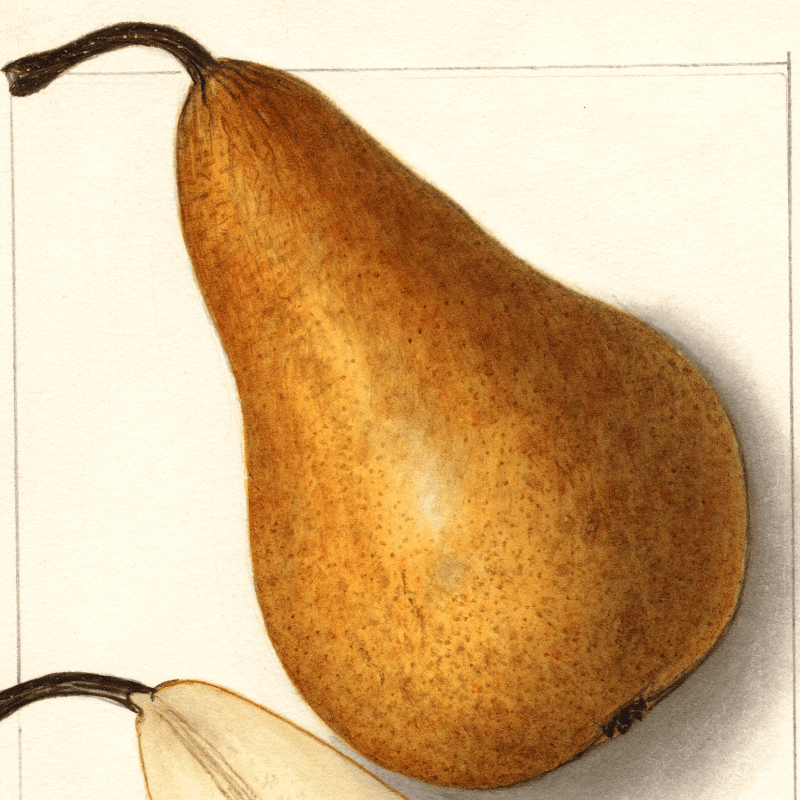 Bosc Pear 4x6 Decorative Card - Dingdong's Garden