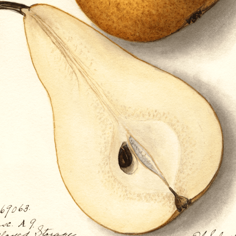 Bosc Pear 4x6 Decorative Card - Dingdong's Garden