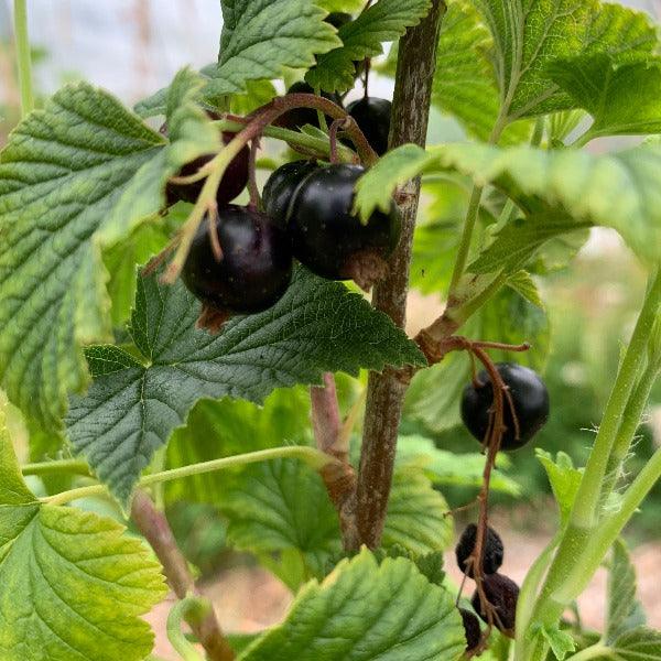 Boskoop Giant Black Currant Cutting - Dingdong's Garden