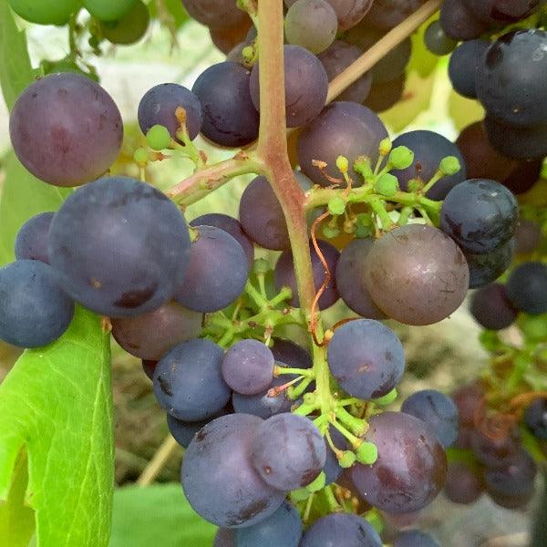 Boskoop Glory Table Grape Cutting - Dingdong's Garden