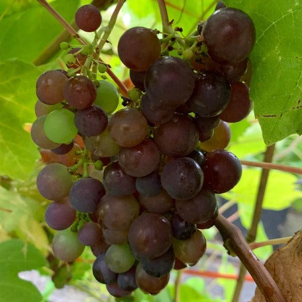 Boskoop Glory Table Grape Cutting - Dingdong's Garden