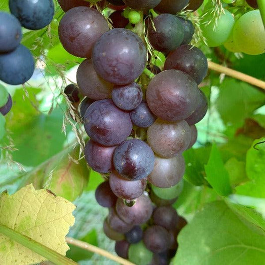 Boskoop Glory Table Grape Cutting - Dingdong's Garden