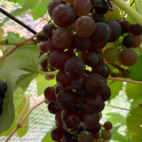 Boskoop Glory Table Grape Cutting - Dingdong's Garden