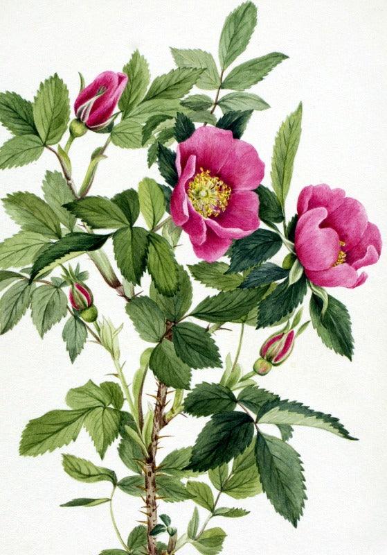 Bourgeau Rose (Rosa bourgeauiana) Wildflower 4x6 Decorative Card - Dingdong's Garden