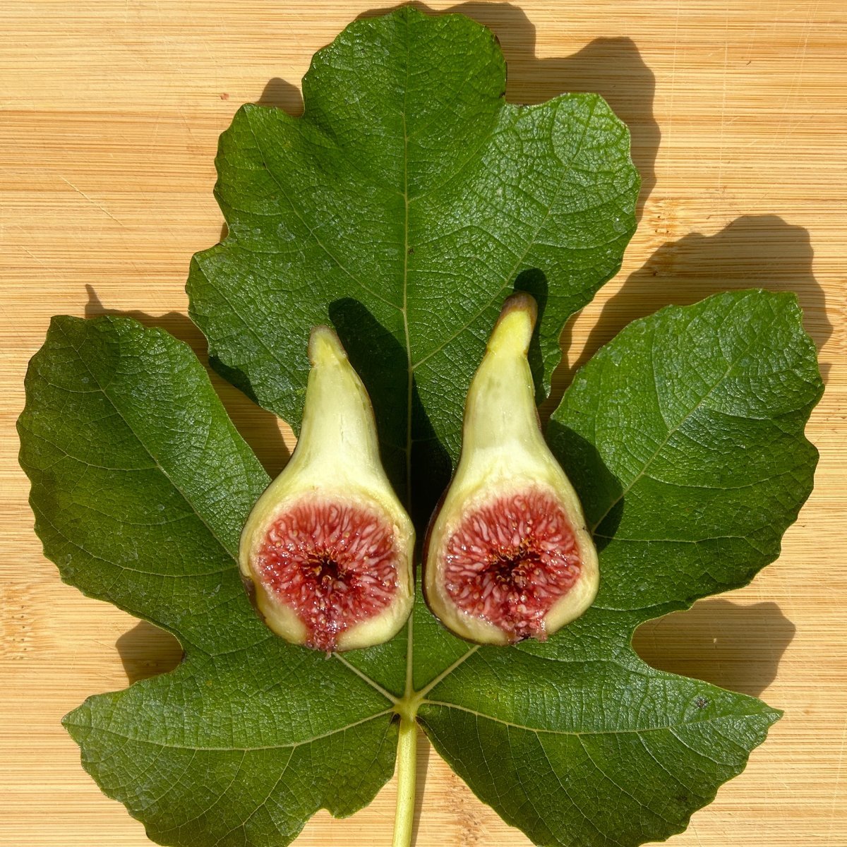 Bourjasotte Noir Fig Cutting - Dingdong's Garden