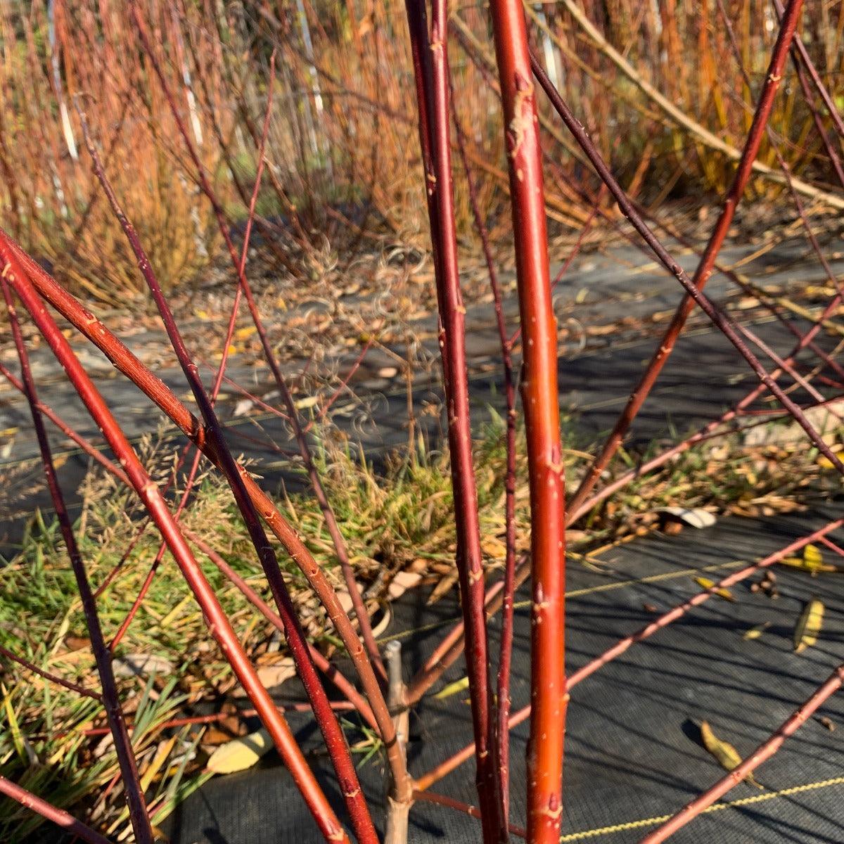 Bouton Aigu Willow Cutting - Dingdong's Garden