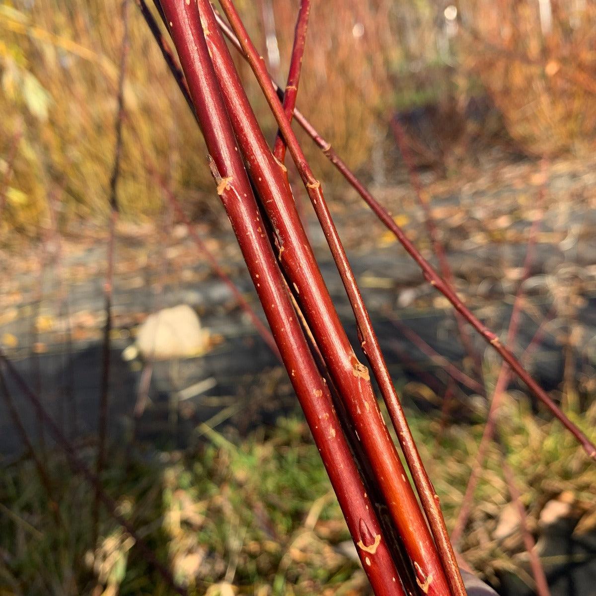 Bouton Aigu Willow Cutting - Dingdong's Garden