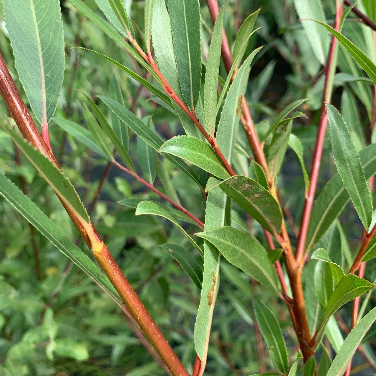 Bouton Aigu Willow Cutting - Dingdong's Garden