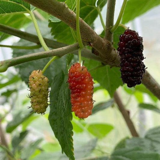 Boysenberry Mulberry Cutting - Dingdong's Garden