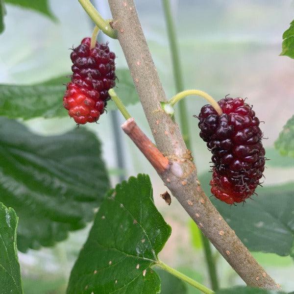 Boysenberry Mulberry Cutting - Dingdong's Garden