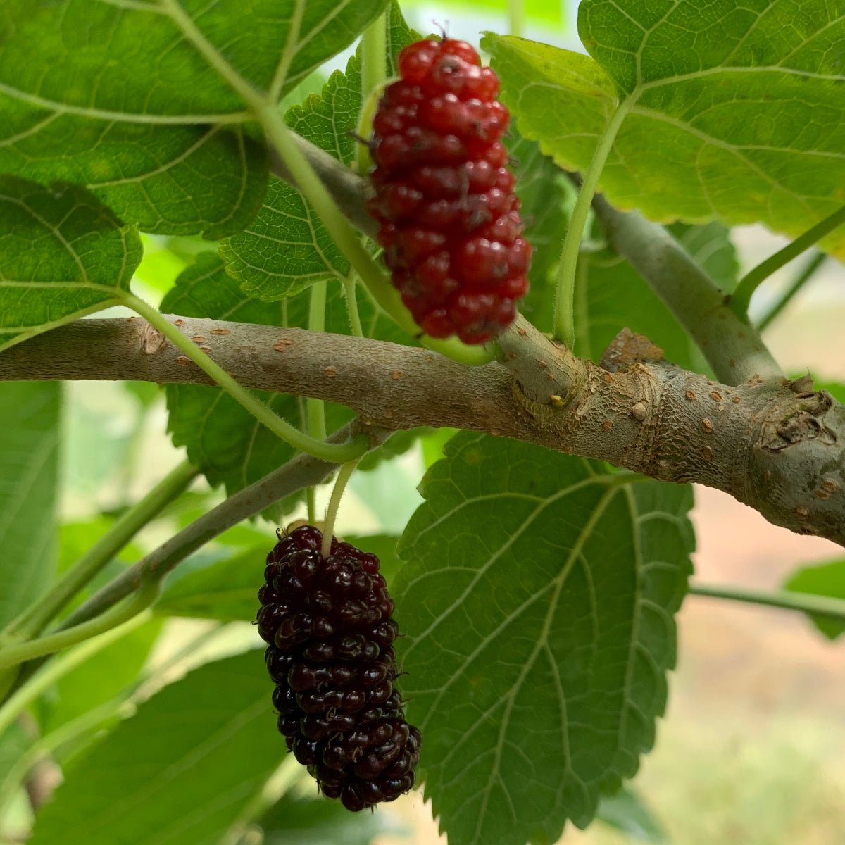 Boysenberry Mulberry Cutting - Dingdong's Garden