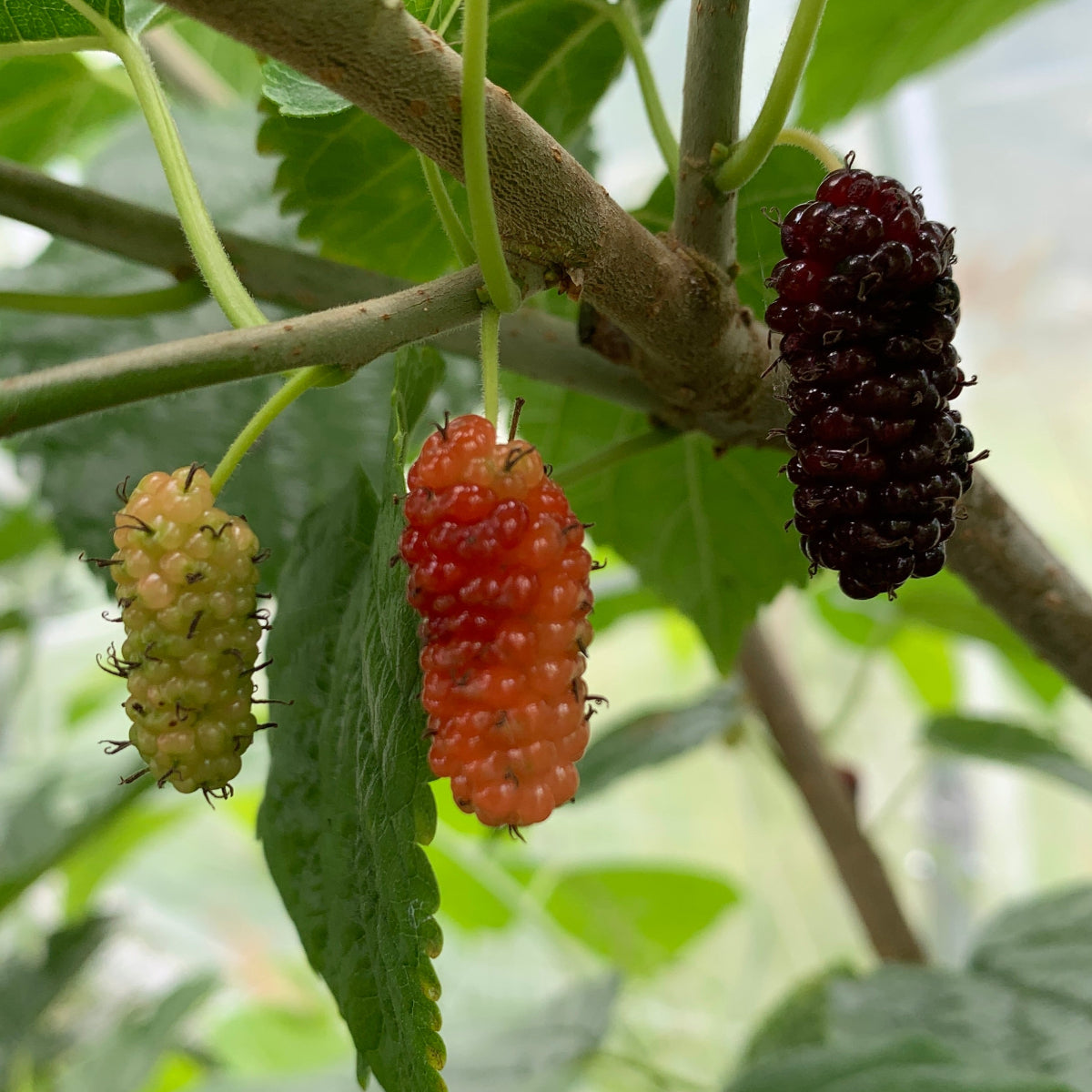 Boysenberry Mulberry Cutting