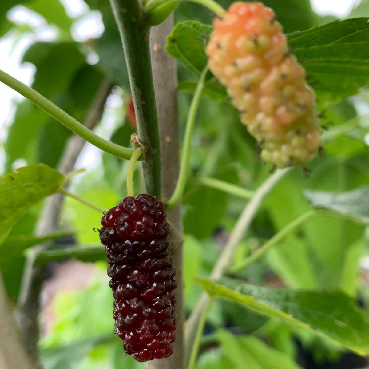 Boysenberry Mulberry Cutting