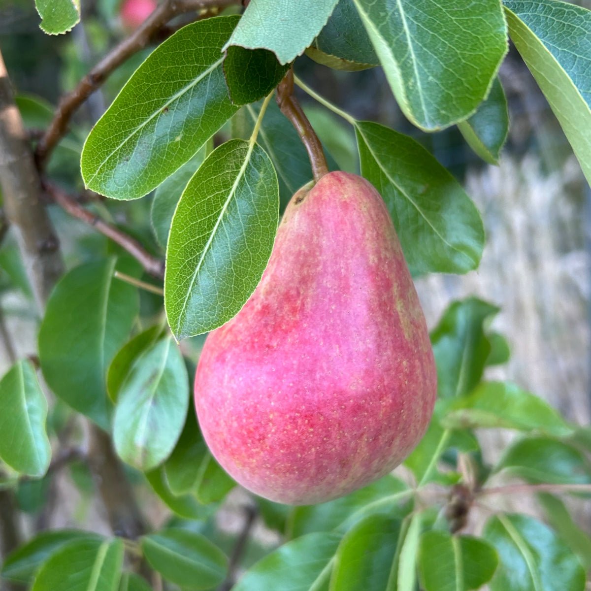 B.P. Moretini Pear Scionwood - Dingdong's Garden