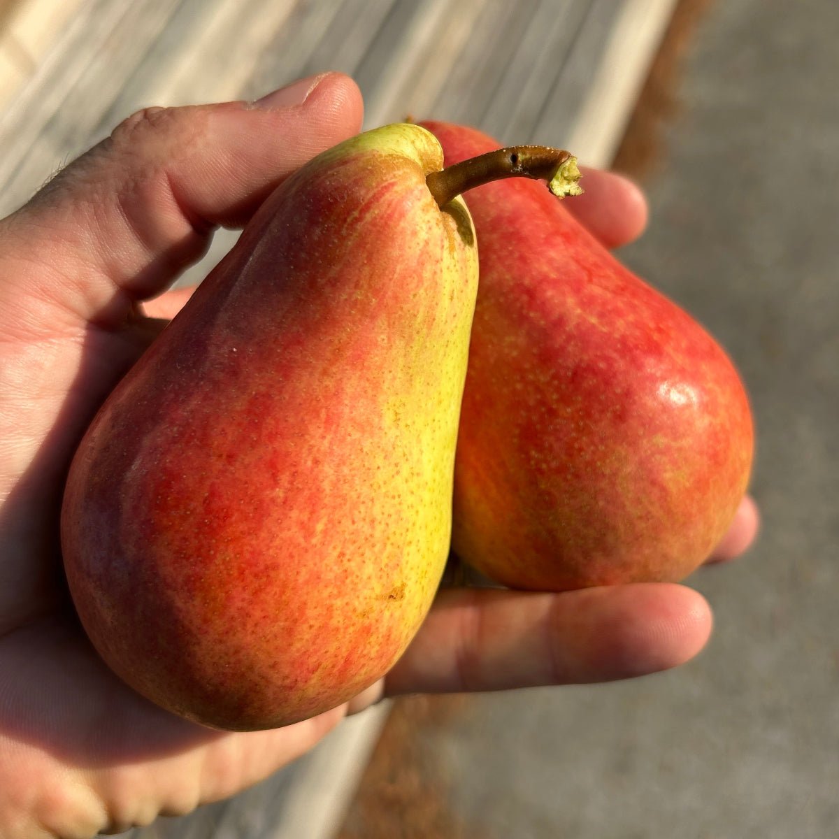 B.P. Moretini Pear Scionwood - Dingdong's Garden
