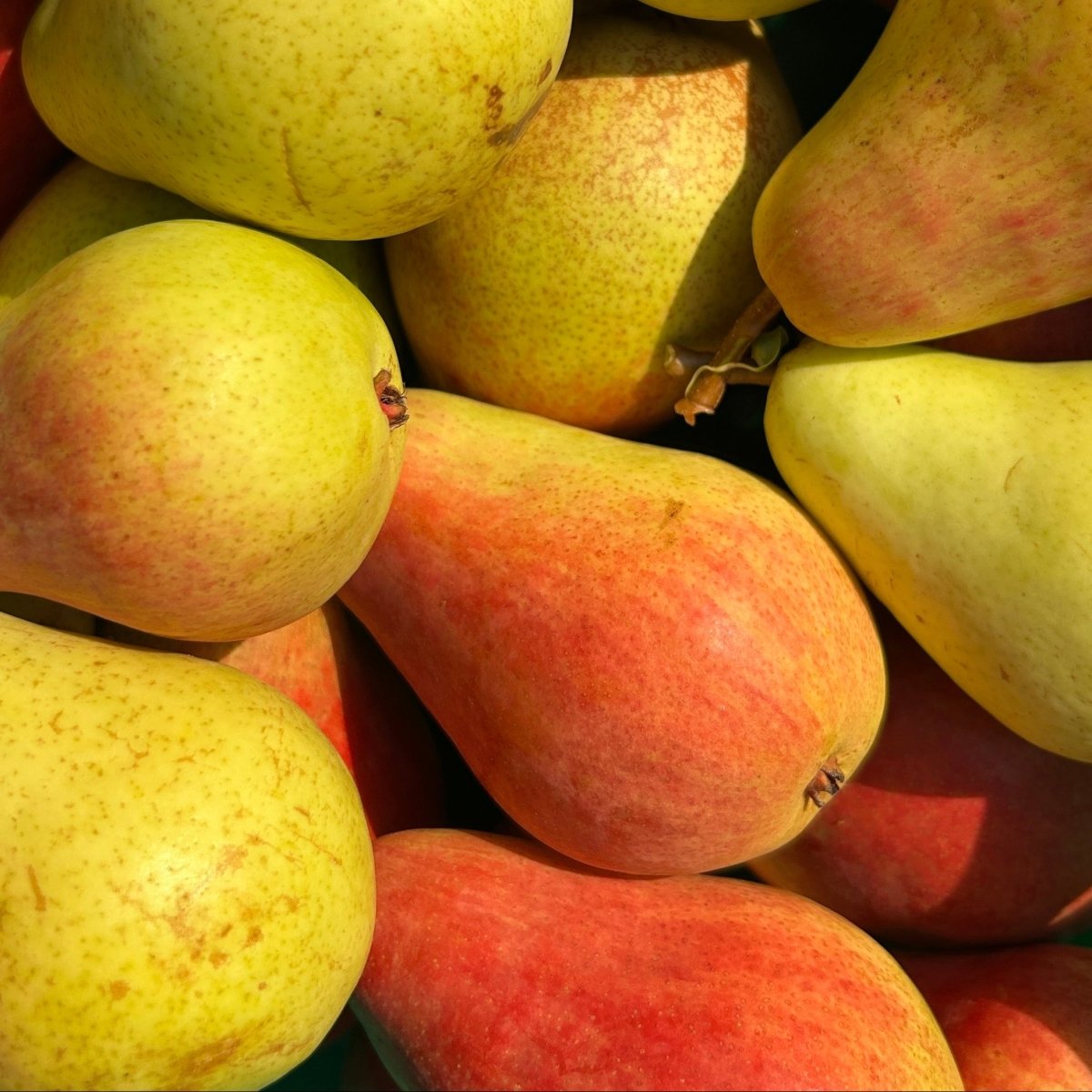 B.P. Moretini Pear Scionwood - Dingdong's Garden