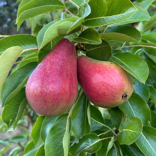 B.P. Moretini Pear Scionwood - Dingdong's Garden