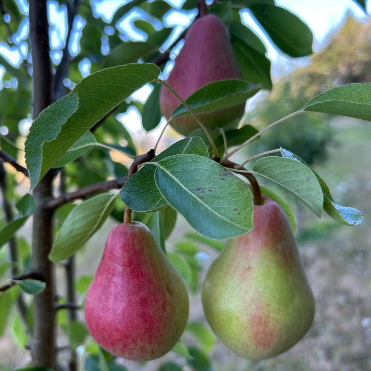 B.P. Moretini Pear Scionwood - Dingdong's Garden