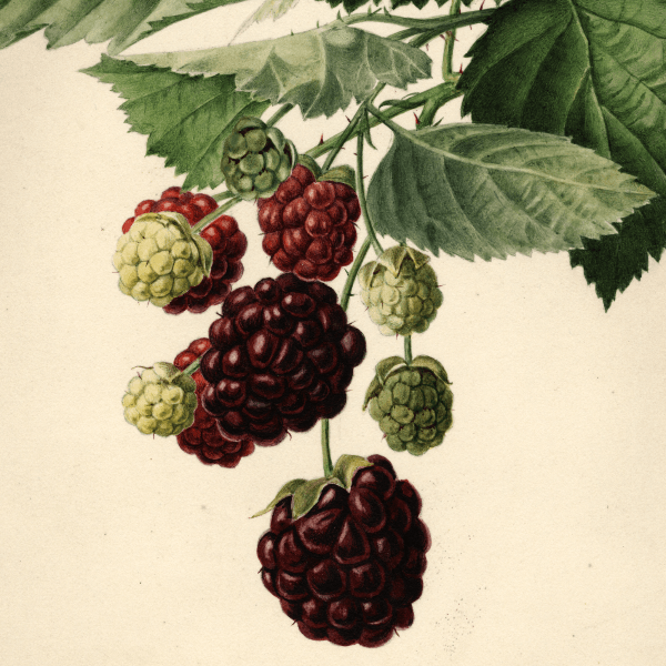 Brambles (Rubus) Blackberry 4x6 Decorative Card - Dingdong's Garden