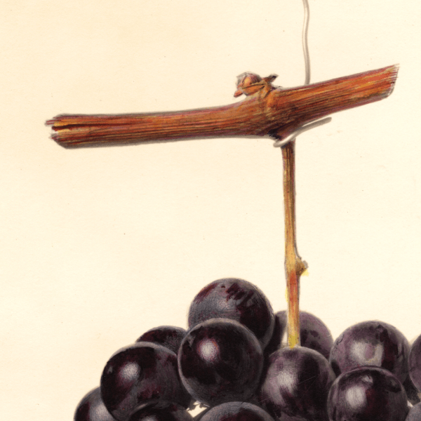 Brilliant Grape 4x6 Decorative Card - Dingdong's Garden