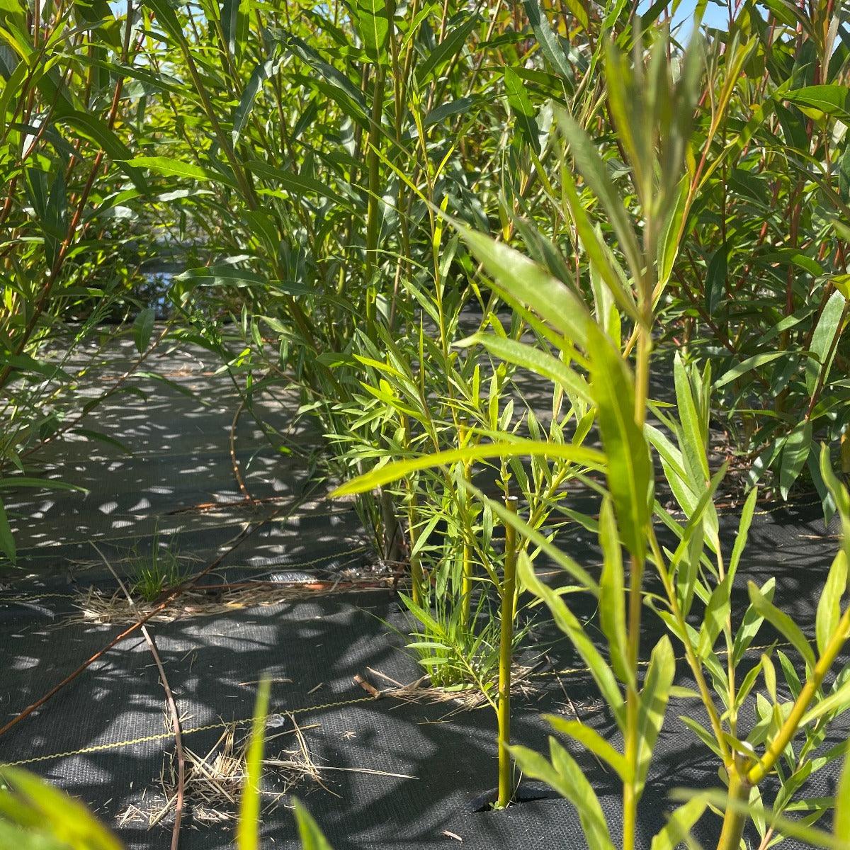 Brittany Green Willow Cutting - Dingdong's Garden