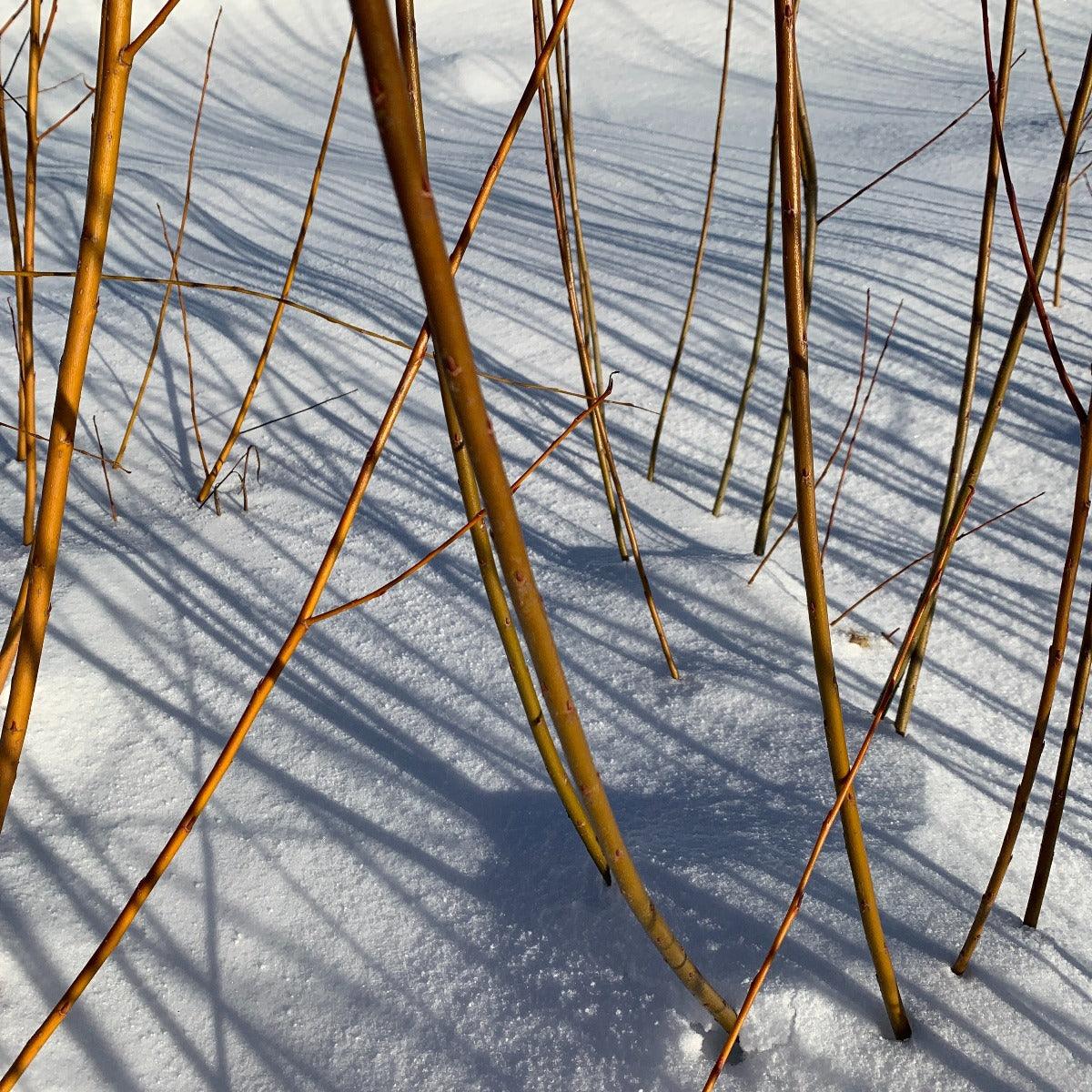 Brittany Green Willow Cutting - Dingdong's Garden