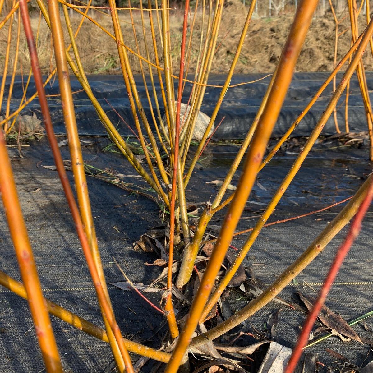 Brittany Green Willow Cutting - Dingdong's Garden