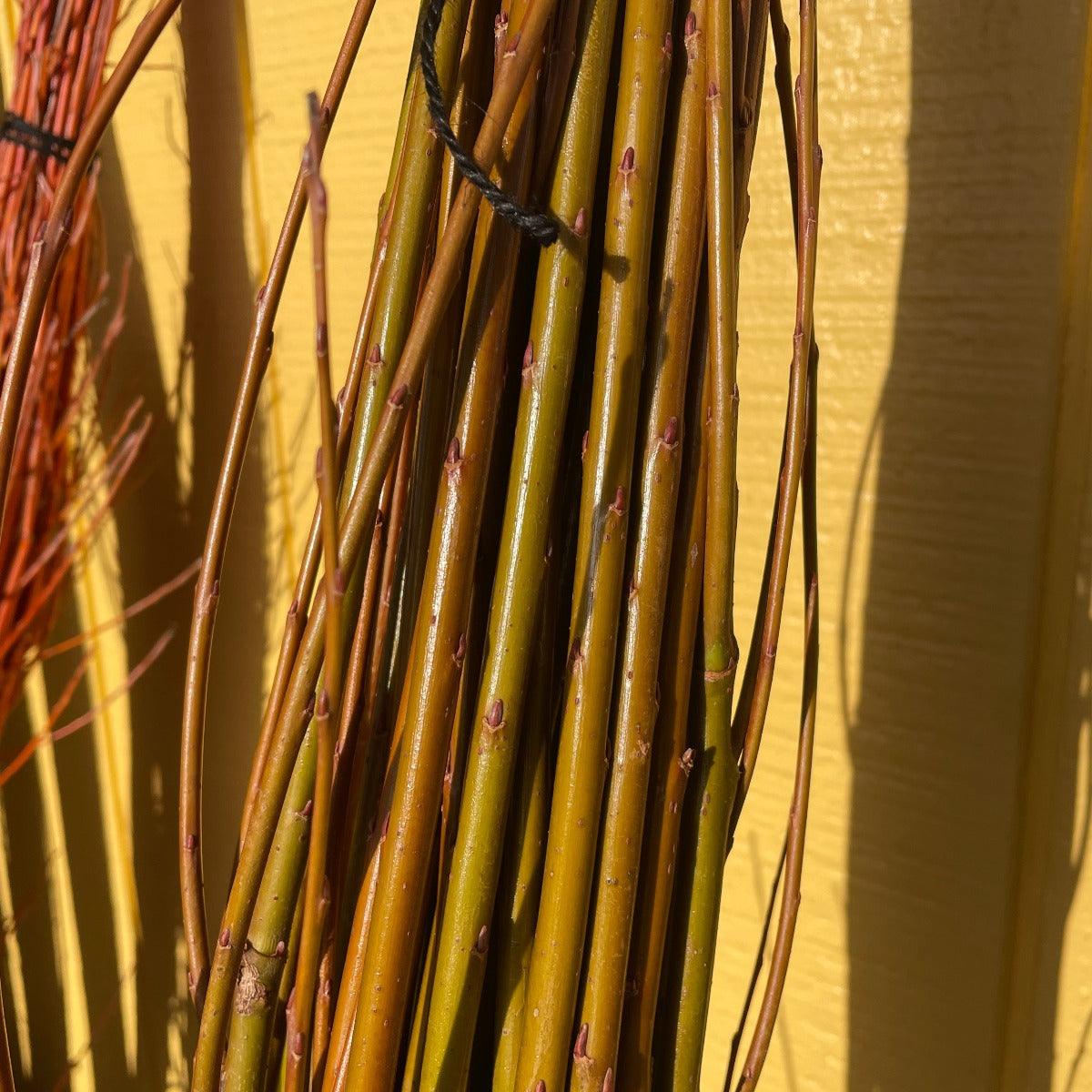 Brittany Green Willow Cutting - Dingdong's Garden