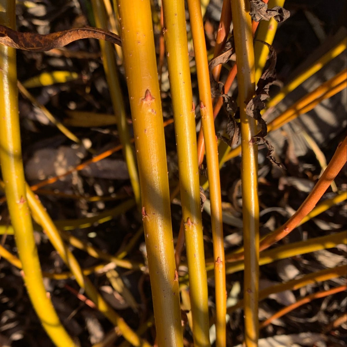 Brittany Green Willow Cutting - Dingdong's Garden