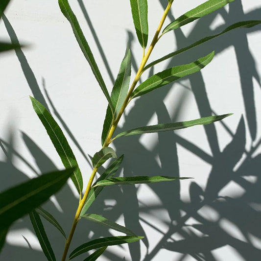 Brittany Green Willow Cutting - Dingdong's Garden