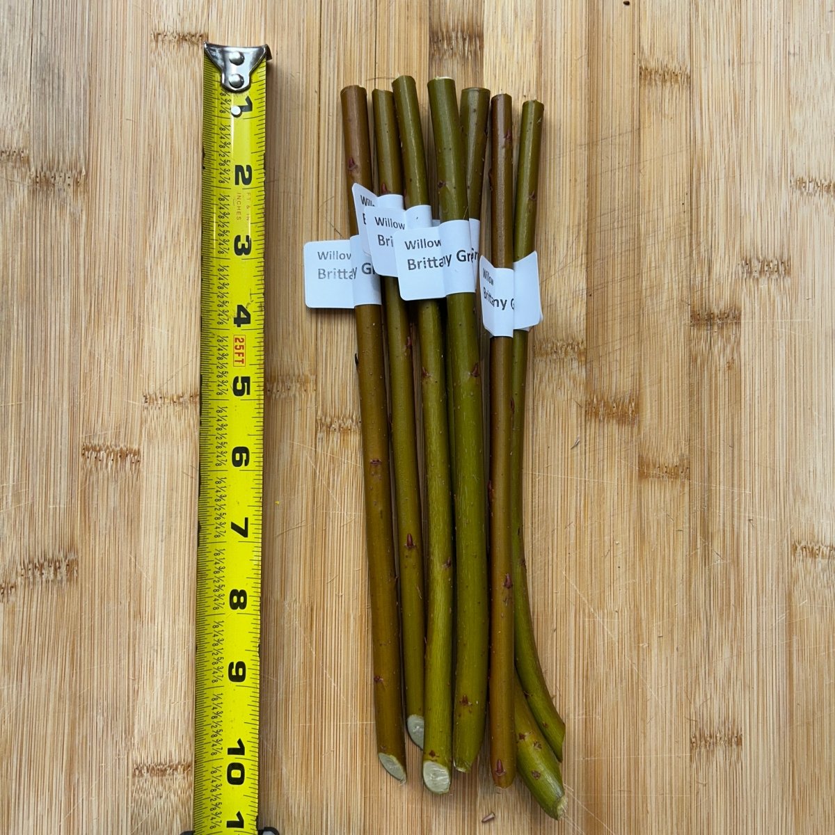 Brittany Green Willow Cutting - Dingdong's Garden