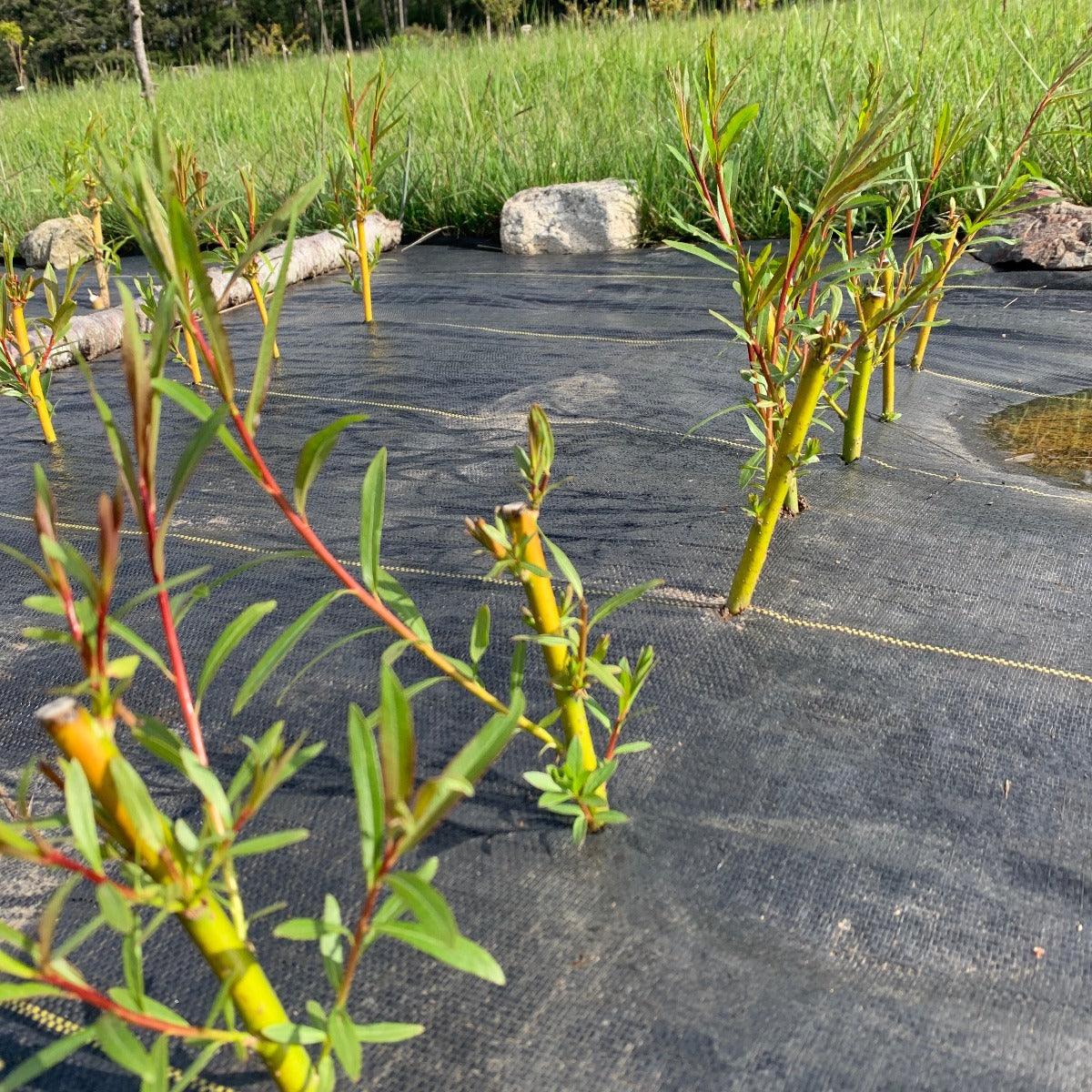 Brittany Green Willow Cutting - Dingdong's Garden