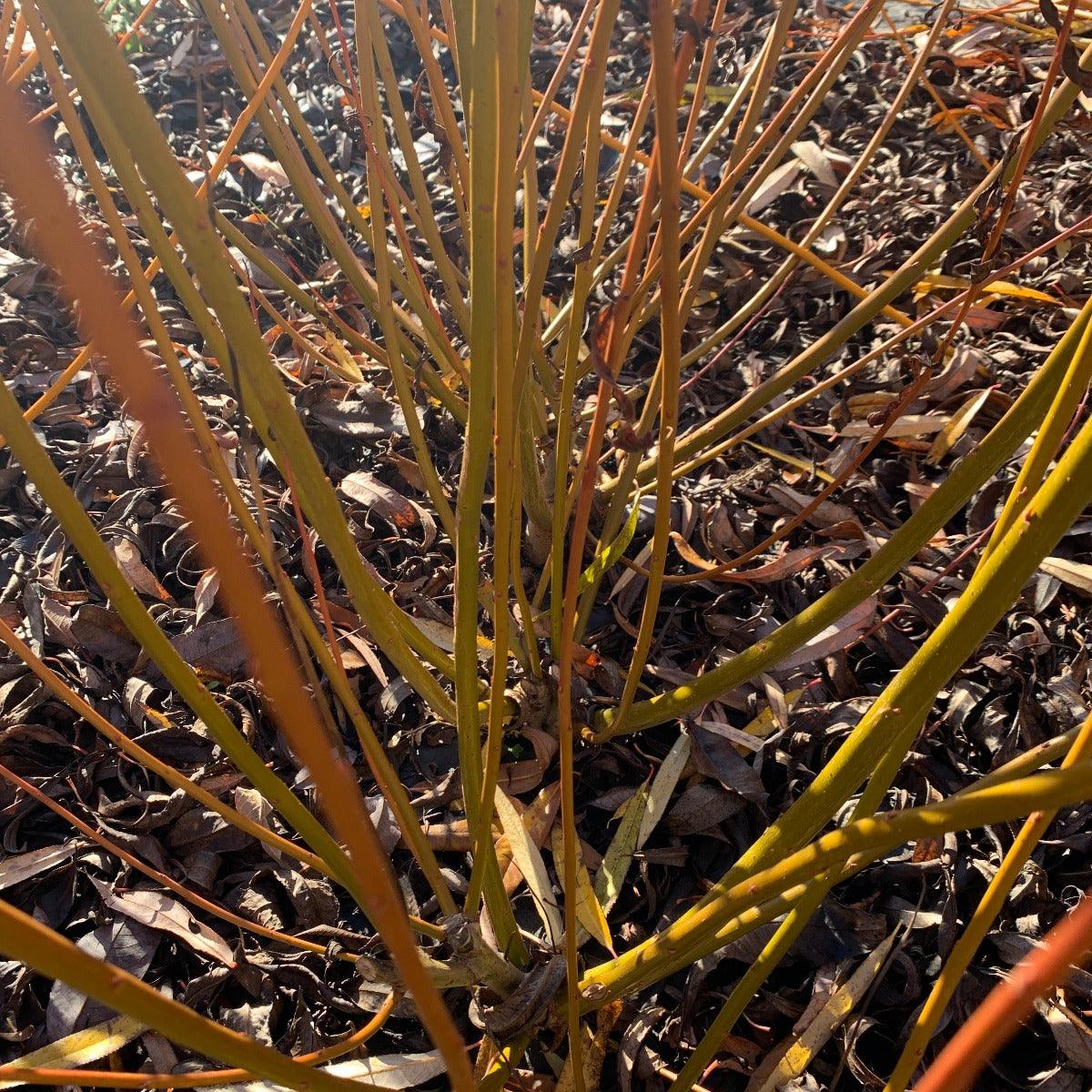 Brittany Green Willow Cutting - Dingdong's Garden