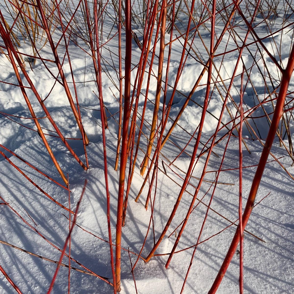 Britzensis Willow Cutting - Dingdong's Garden