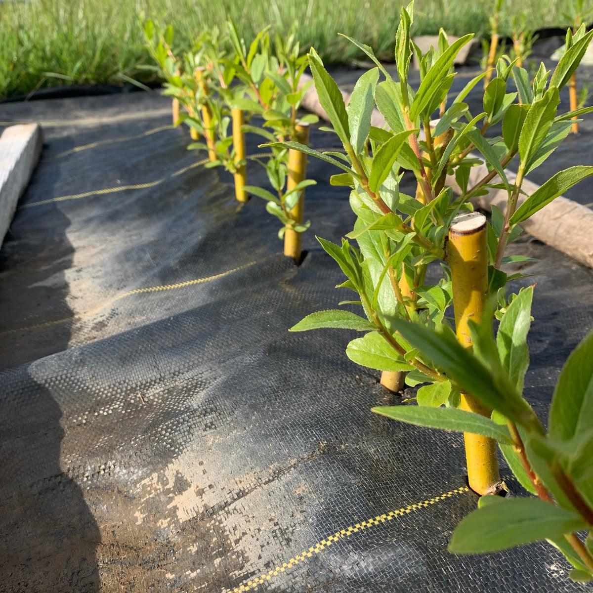 Britzensis Willow Cutting - Dingdong's Garden