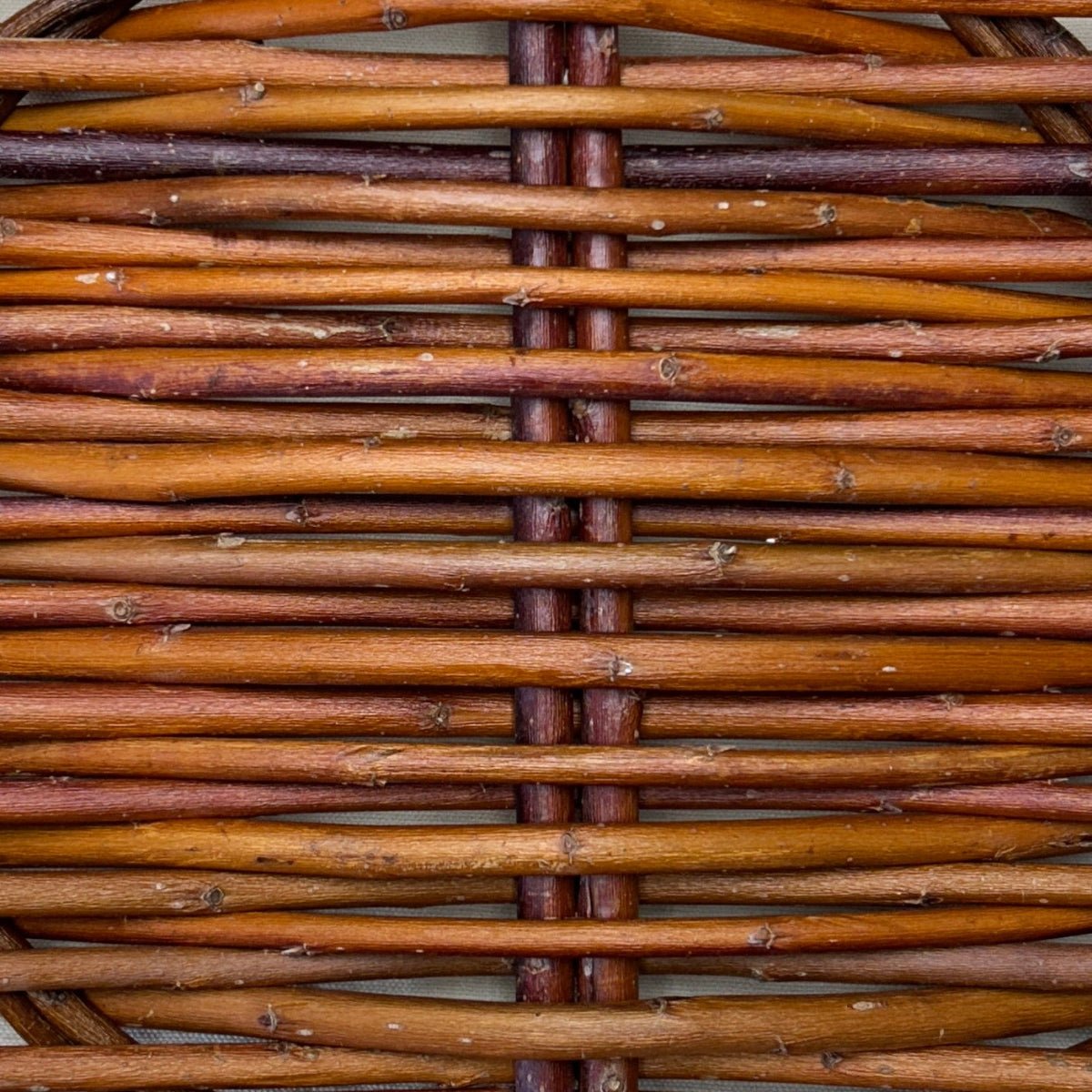 Britzensis Willow Cutting - Dingdong's Garden