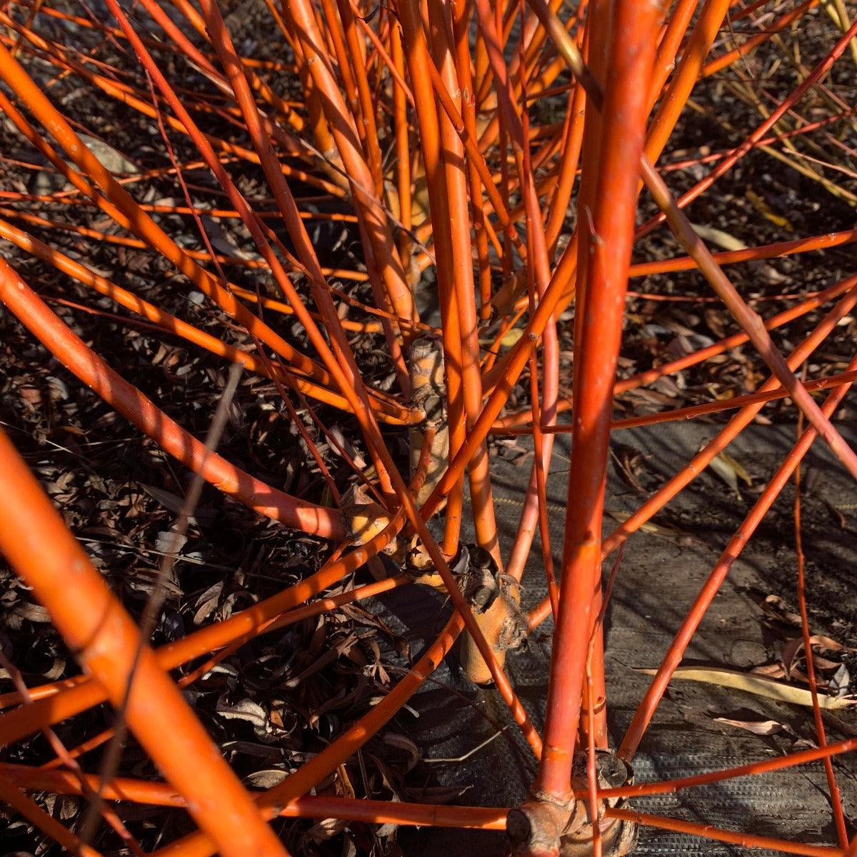 Britzensis Willow Cutting - Dingdong's Garden