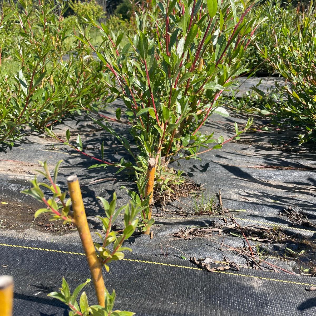 Britzensis Willow Cutting - Dingdong's Garden