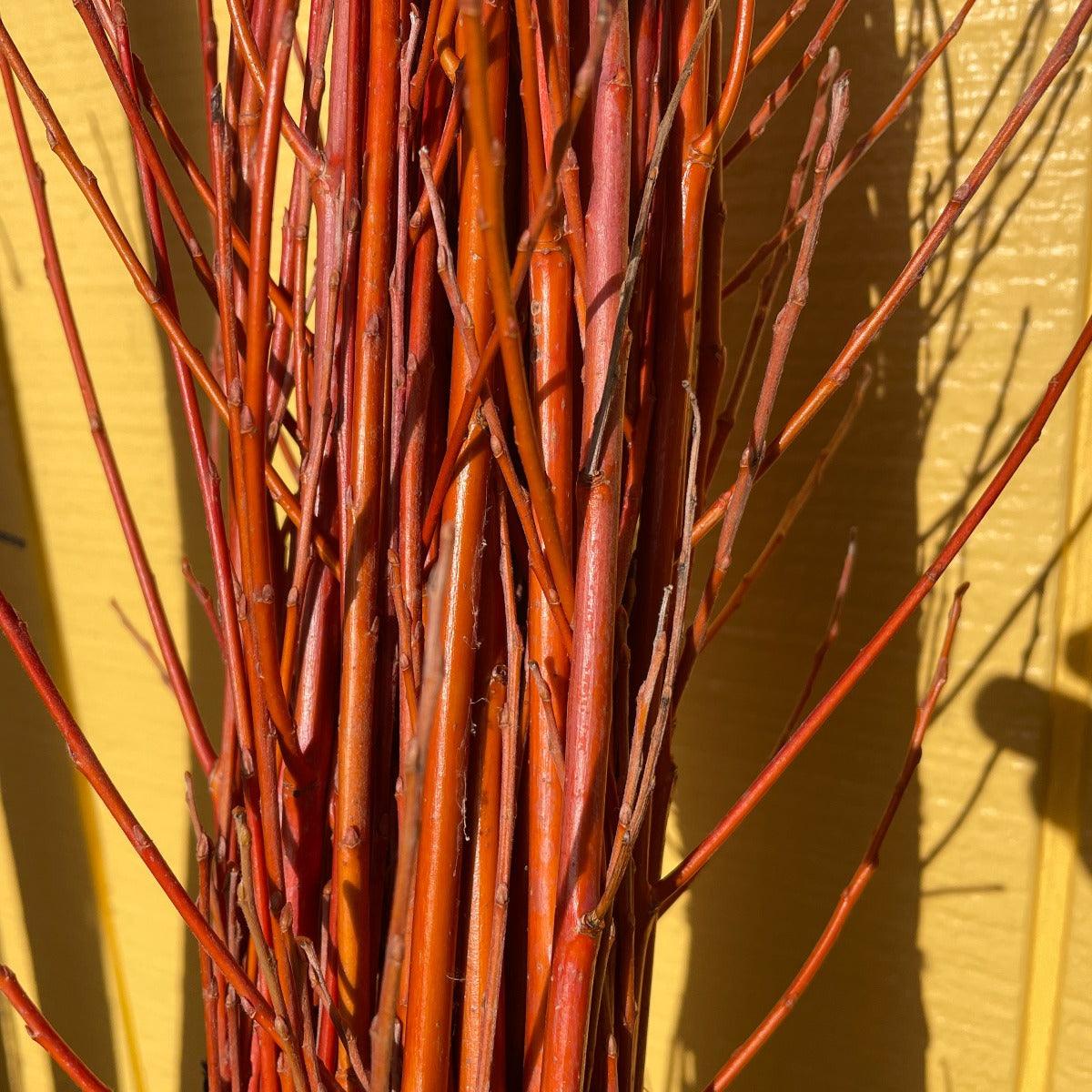 Britzensis Willow Cutting - Dingdong's Garden