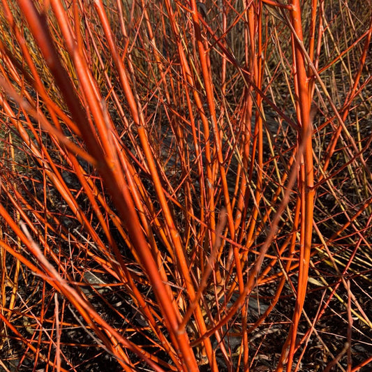 Britzensis Willow Cutting - Dingdong's Garden