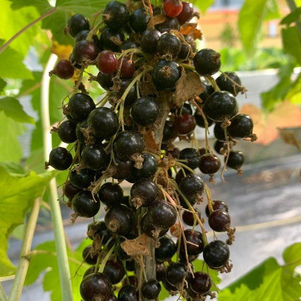 Brodtrop Black Currant Cutting - Dingdong's Garden