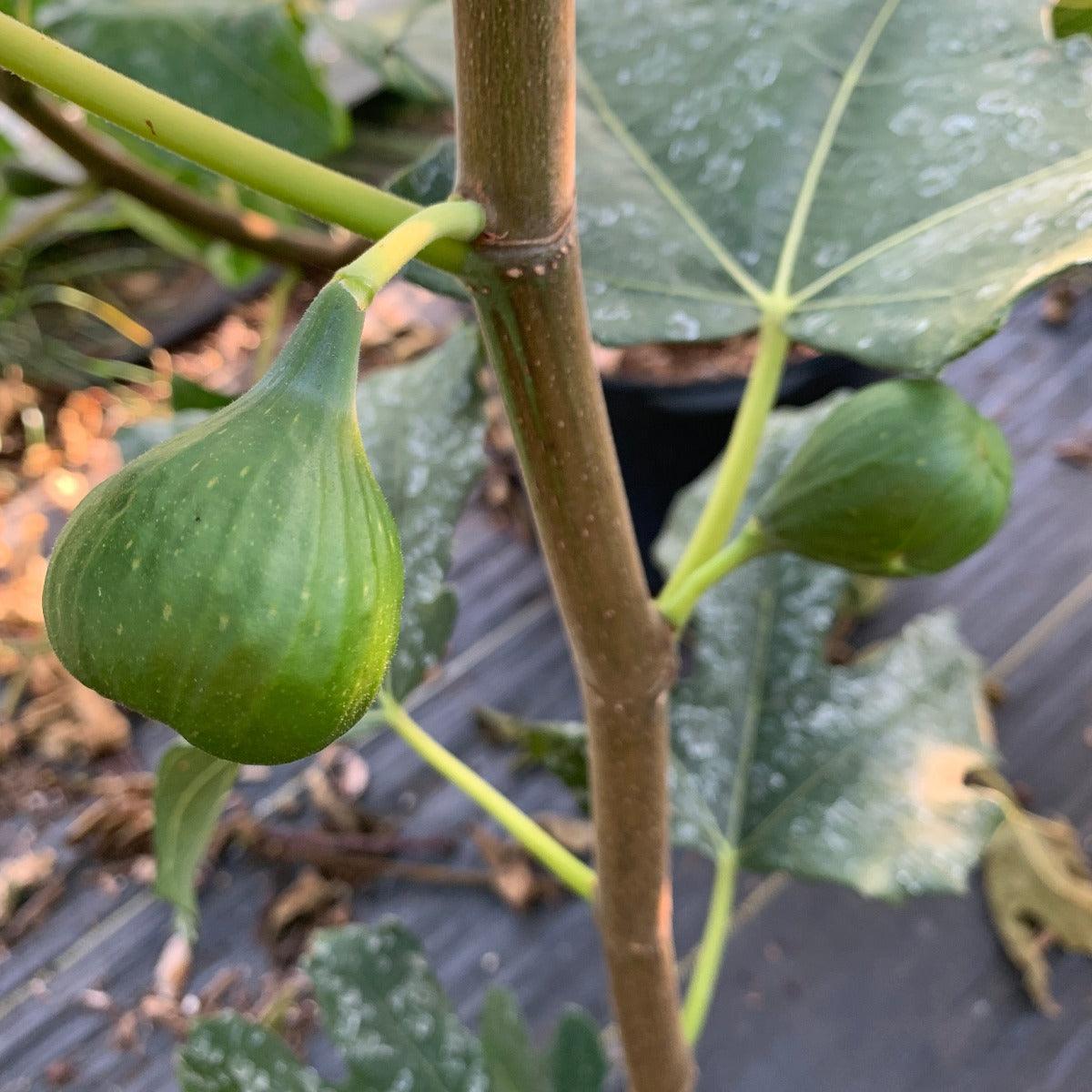 Brooklyn Dark Fig Cutting - Dingdong's Garden