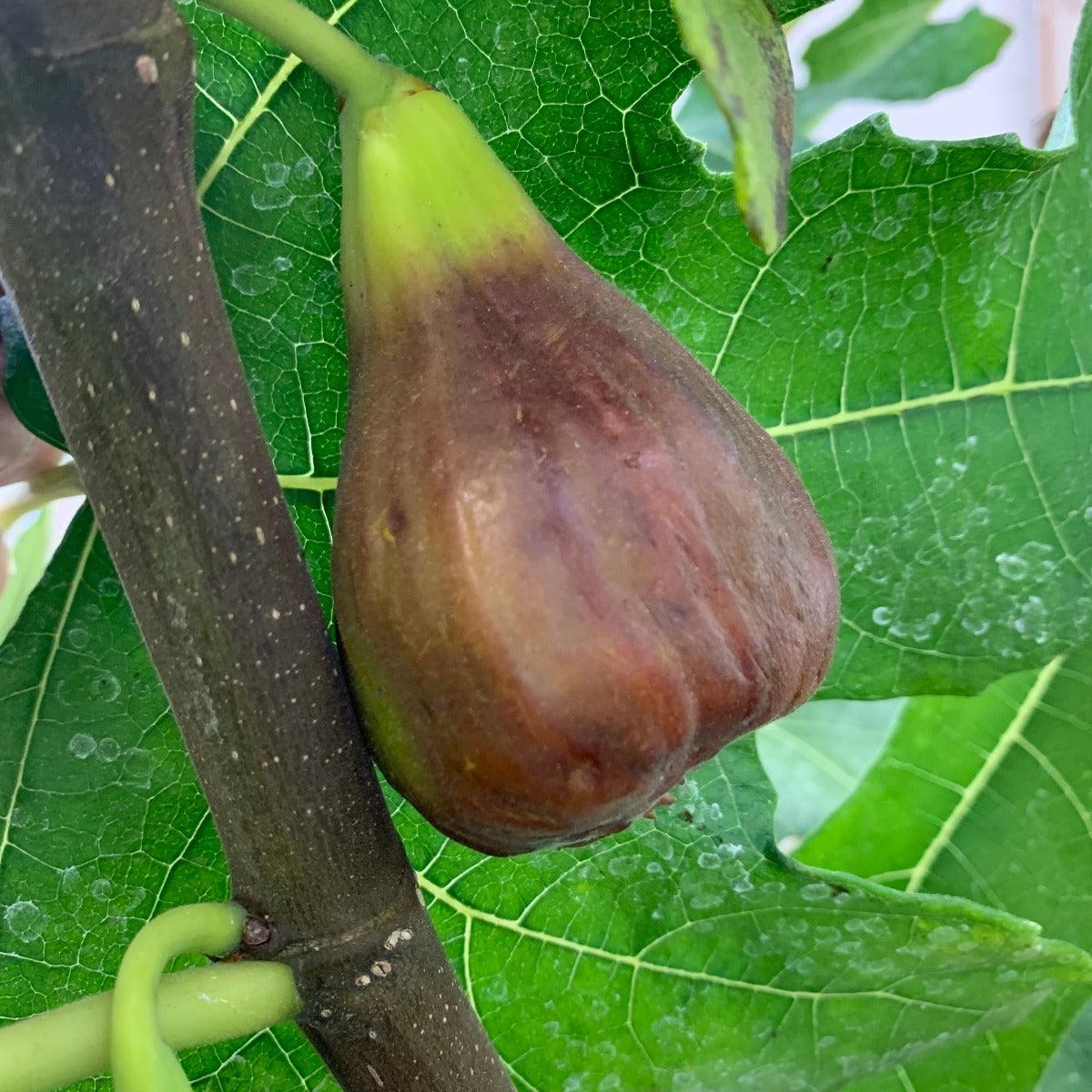 Brooklyn Dark Fig Cutting - Dingdong's Garden