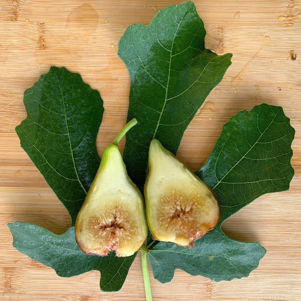Brooklyn Dark Fig Cutting