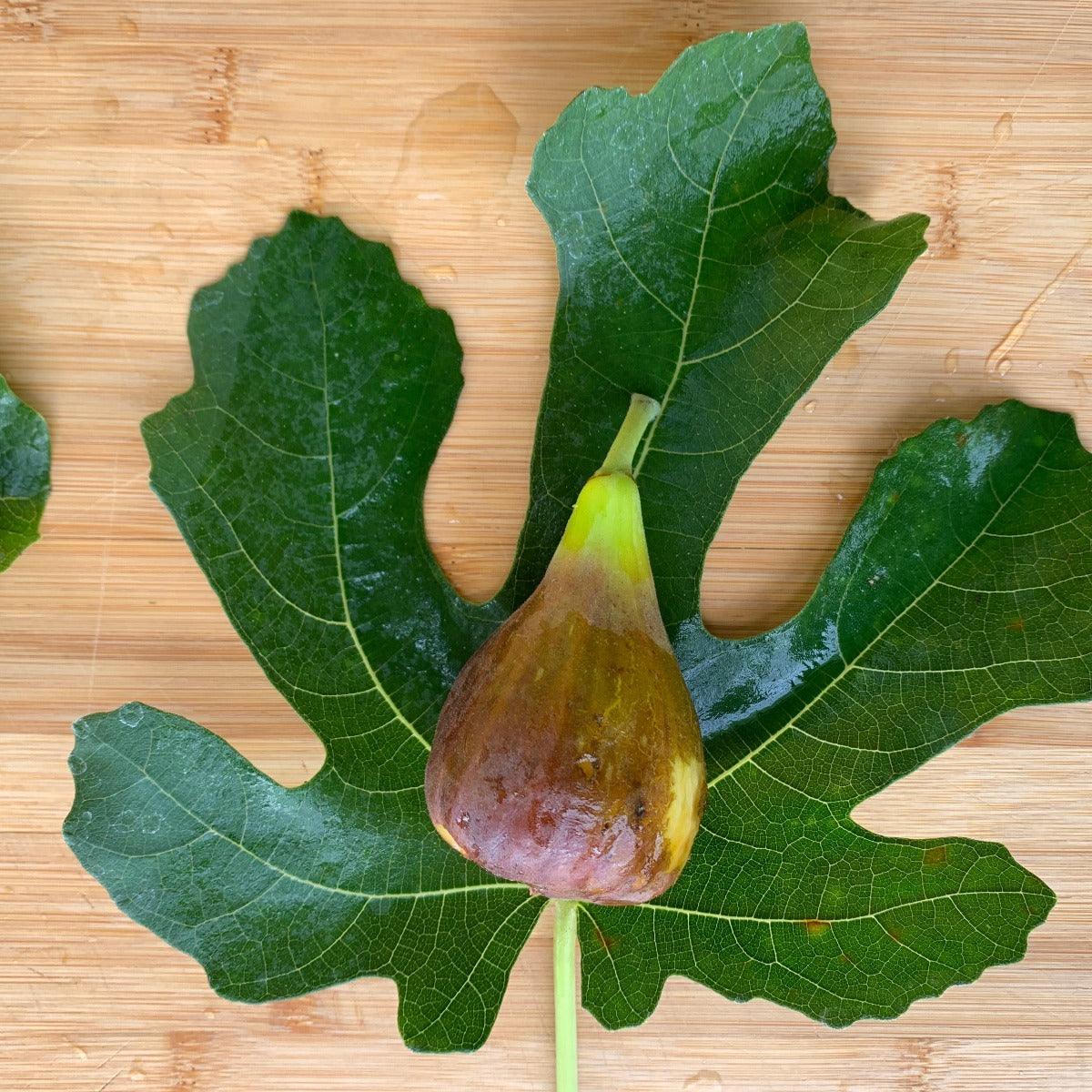 Brooklyn Dark Fig Cutting - Dingdong's Garden